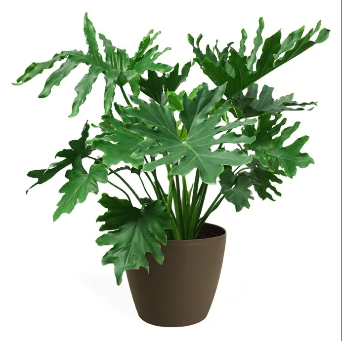Philodendron selloum (Lacy Leaf Palm Tree) 15-100 Seeds RARE Tropical Houseplant - Image 2 of 4