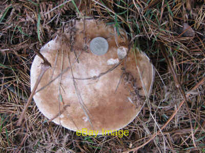 Photo 6x4 Large fungus by a bridleway Thorgill With pound coin for scale. c2011