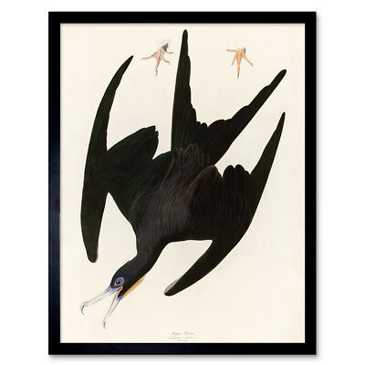 Audubon Birds Frigate Pelican Painting Wall Art Print Framed 12x16 ...