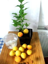 3 Sweet Sekerpare Apricot Tree Seeds - BUY ONE GET ONE FREE