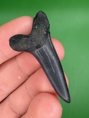 High Quality 1.73  Mako Shark Tooth Fossil from SC