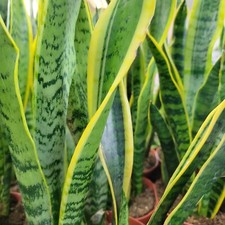 Sansevieria Laurentii aka Variegated Snake plant live Exotic Tropical in 6" pot