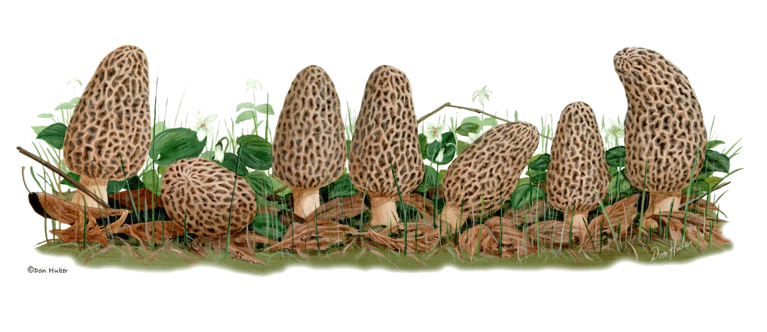 FILA Morel Mushroom Row T Shirt Size XL