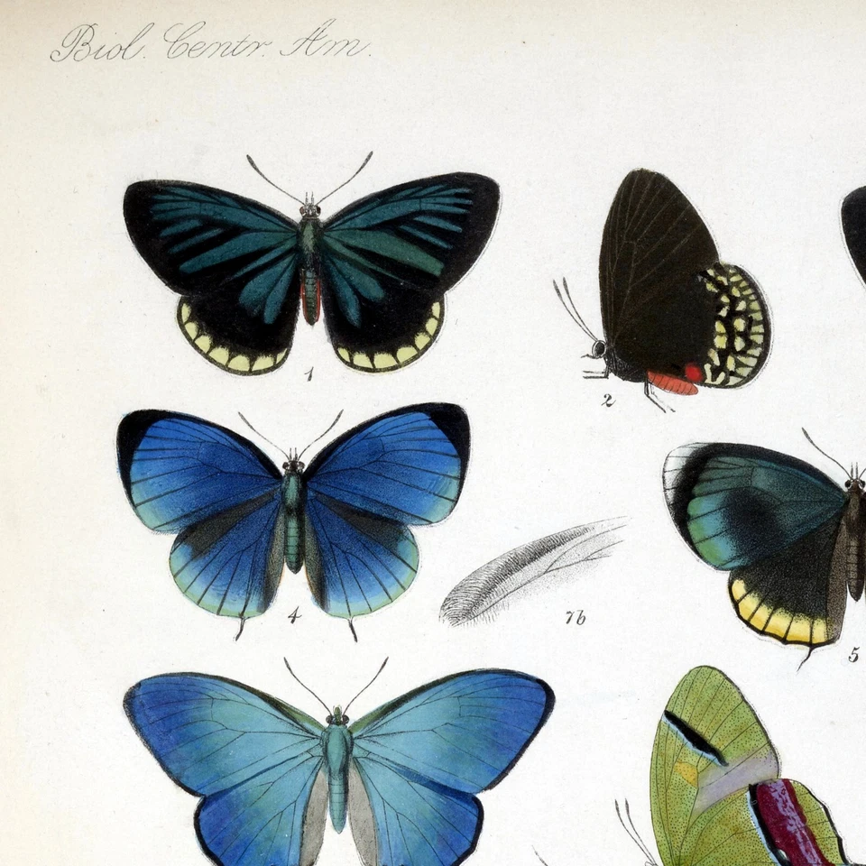 Impresión de póster de arte botánico vintage de mariposas azules 2, decoración de mariposas papillones Foto 2 de 3