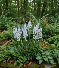 Veronica gentianoides alba Gentian speedwell young plant in 9cm Pot