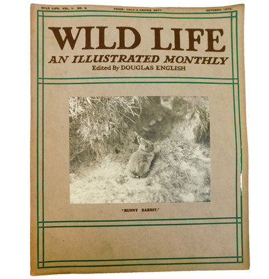 Wild Life old illustrated magazine Douglas English Oct 1914 lizard greylag goose