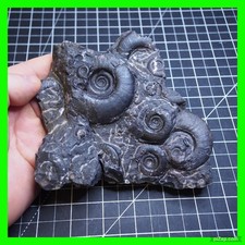 0.7 kg Plate Goniatite Devonian Fossil Ammonite Erfoud Morocco