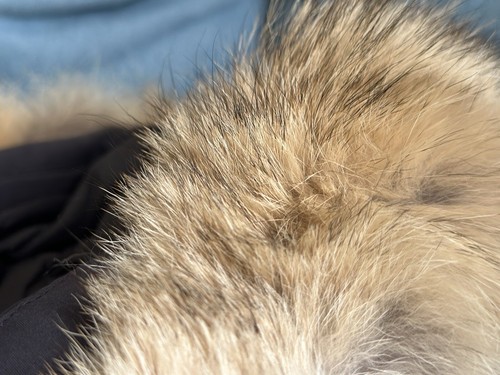 Canada Goose - Chateau Parka - Größe M - Stil 3426M - Schwarz - Sehr Gut! - Bild 7 von 11