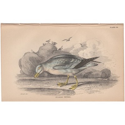 Antique bird print Selby Naturalist's Library 1866 engraving 29 Fulmar Petrel