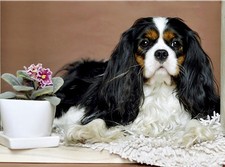 Cavalier King Charles Spaniel Dog pet Jigsaw Puzzle for Adults 1000 Pieces Wo...