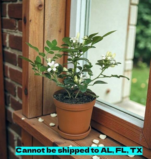 Orange Jasmine Plant Live Murraya Paniculata Tropical Houseplants