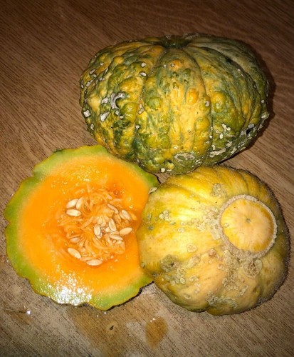 Prescott à Fond Blanc Melon from France - 5+ seeds - Samen - HEIRLOOM - CM 043 - Picture 2 of 2