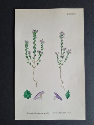 Antique 1873 print - English Botany - Euphrasia officinalis - Common Eyebright