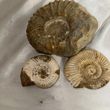 Ammonite Lot Of 3 All From Different Parts Of The World I Believe