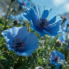 Poppy Seeds For Planting 1,000 Organic Himalayan Tibetan Blue Flowers 2025 USA