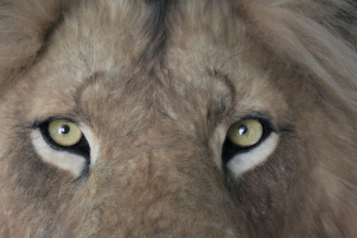 Lion Head Realistic Wall Decor Soft Mount Handmade | eBay