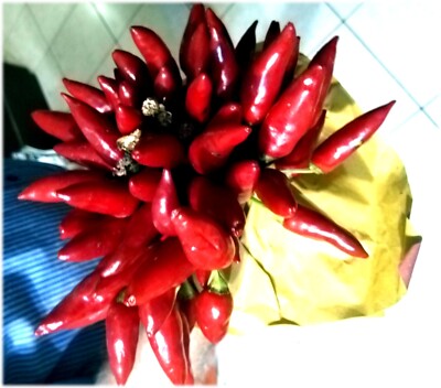 15 Semillas De Chile SWEET BLOOD – Variedad Dulce Italiana – Cultivo Exterior – Autoimpollinante
