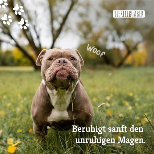 Gras- & Kotfressen Drops Für Hunde Bei Fressen Von Gras Beruhigt Den Magen Darm - Bild 8 von 9
