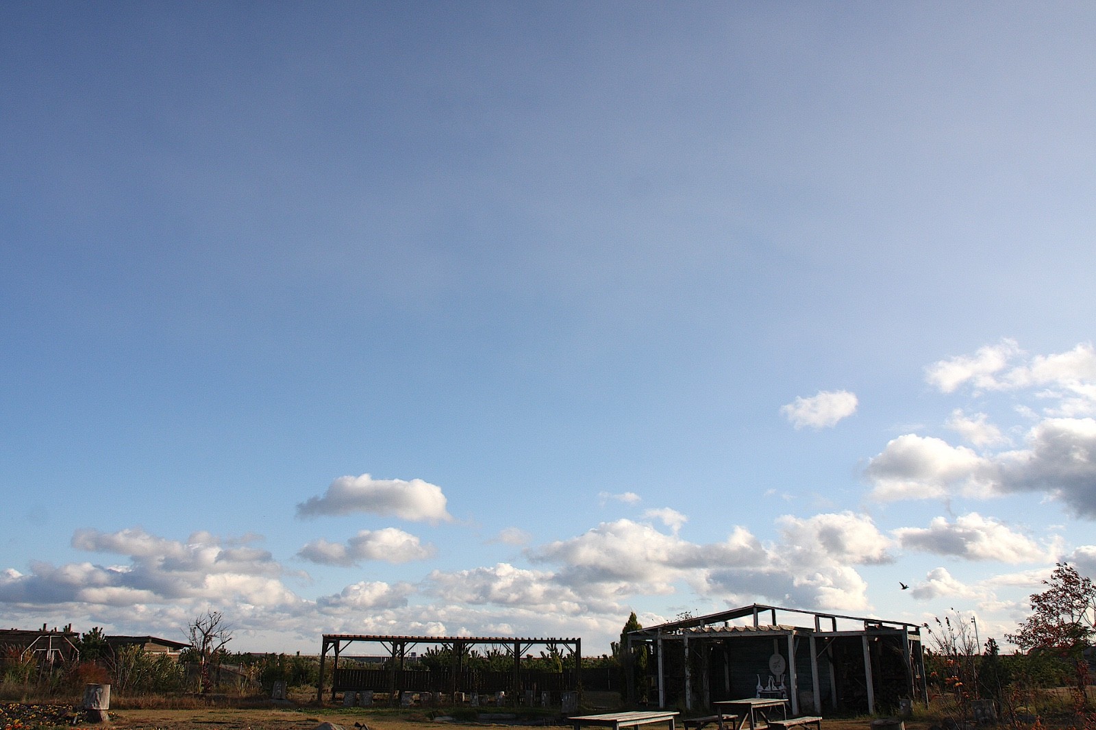 Tokina AT-X PRO 17mm F/3.5 Wide Angle Lens [Near MINT] AF Canon EF From Japan