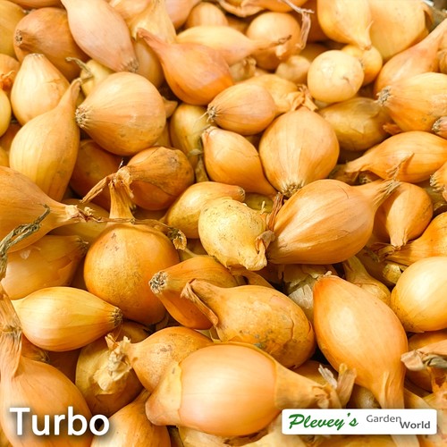 Turbo Spring Planting Onion Sets - 2026 Stock | eBay UK