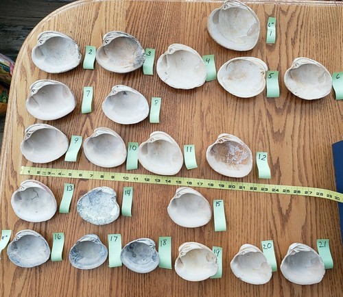 extra large very thick natural clam shell sold each crafting décor party favors - Picture 2 of 9