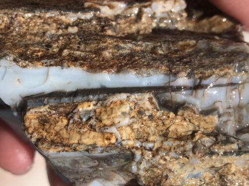 7.7 OZ MCELMO Petrified Wood Chunk Rough Lapidary Fossil Can Be Slabbed & Cabbed - Picture 17 of 20