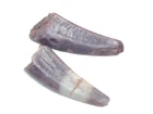 Triassic Coelophysis Dinosaur tooth fossil Bull Canyon in Display case #3
