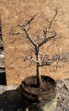 japanese zelkova old field grown bonsai chuhin size / japanese elm #5