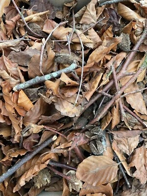 ALL THINGS NATURE 8L beech leaves mix, forest litter ATN012. Bioactive. Microfauna. Shrimp Reptile