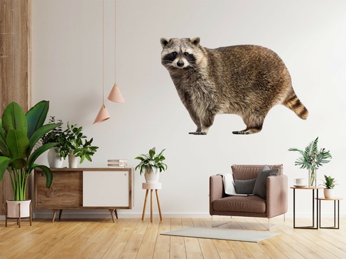 3D Fat Raccoon O110 Animal Wallpaper Mural Poster Wall Stickers Decal ...