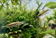 10 Juvenile Least Killifish Tropical Live Aquarium Fish