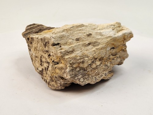 Petrified Laurel Wood with Druzy Quartz - Coker Fm. - AL - Picture 7 of 19