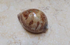 F Cypraea rosea mappa 69.8mm F+++ singularis rare red sea shell natural glossy