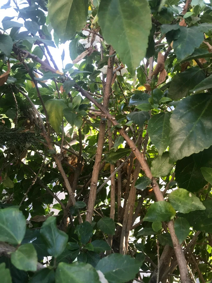 (5) Unrooted Stems White Hibiscus Branches/Cuttings, Bush/Shrub/Tree 8" Long - Image 2 of 4