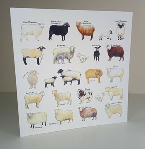 Carte De Vœux Mouton Races Vierge Interieur Anniversaire Cartes Etc Ebay