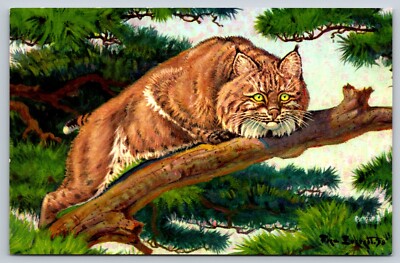 Bobcat Painting Fred Everett Lynx rufus Wildcat National Wildlife Postcard 1958