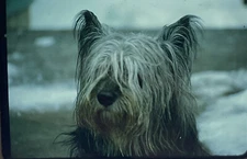 Vintage Photo Slide 1975 Dog Posed Up Close