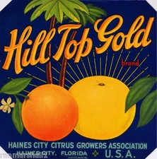 Haines City Florida Hill Top Gold Orange Citrus Fruit Crate Label Art Print