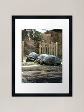 Giant Tortoises Framed Art Print Framed Wall Art Poster Canvas Print Picture