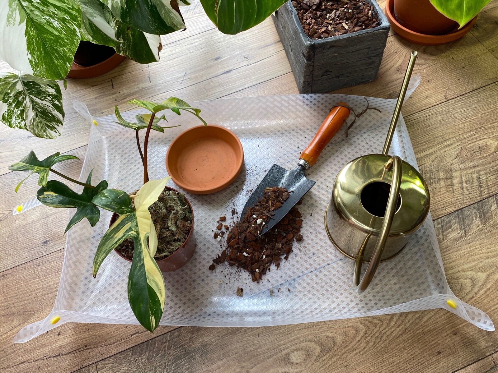 Lona de planta/estera para plantas de interior Aroid Philodendron Anthurium Hoya Pothos