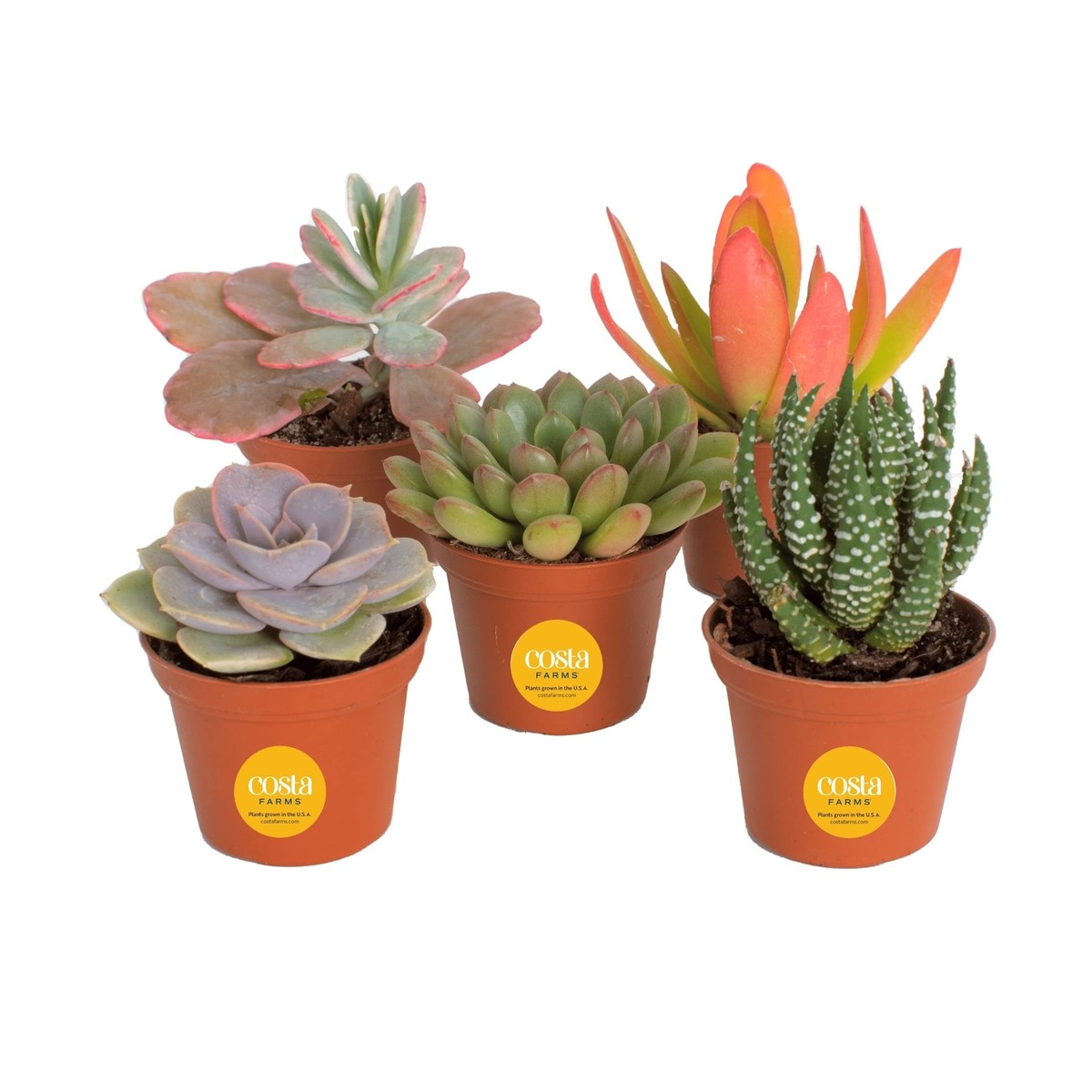 Costa Farms Mini Succulents Collection, Live Succulent Plants with Grower  Pot... | eBay