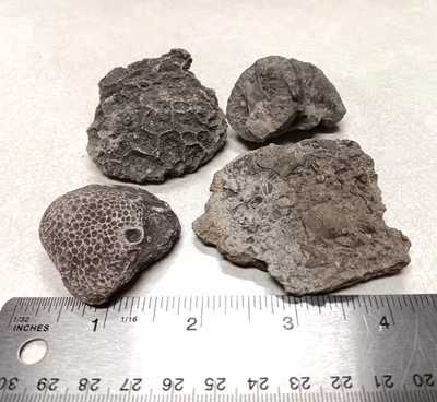 Michigan 4 pc. Fossil Sampler Devonian Detailed Educational Study Home School 