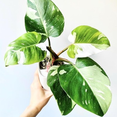 White Princess Philodendron Plants Live 4-9  Tall, Rare Indoor Houseplant