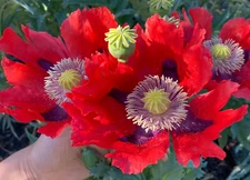 1,000 Giant Red Breadseed Poppy Seeds - P. Somniferum - Huge Scarlet Red Blooms