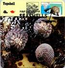 Dr Jim Stamps Maximum Card Seashell 34C Fdc