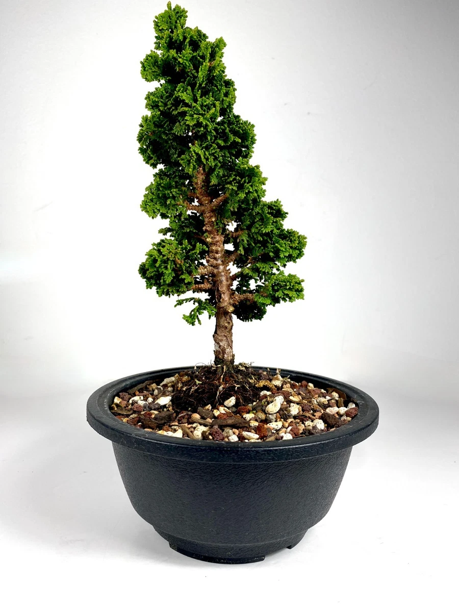 Pre-Bonsai Trees for sale - eBay