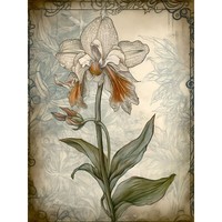 Einzelne OrchideenblüTe In Pastellfarbe Ungerahmter ExtragroßEr Druck
