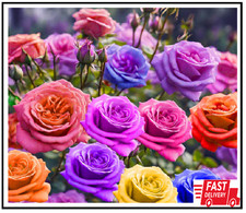 100 Mixed Color Rose Seeds for Garden Planting 16 Varieties of Bush Perennial S