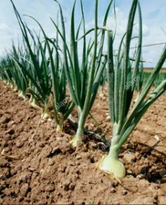 YELLOW SWEET SPANISH ONION 250 SEEDS FRESH FOR GARDENS