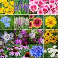Deer Resistant Wildflower Seed Mix, 13 Species, Variety Sizes, FREE SHIPPING